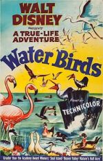 Watch Water Birds (Short 1952) Freemovieswatch