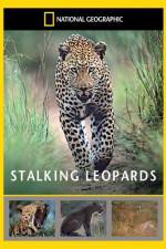Watch National Geographic: Stalking Leopards Freemovieswatch