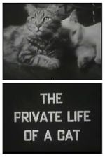 Watch The Private Life of a Cat (Short 1946) Freemovieswatch