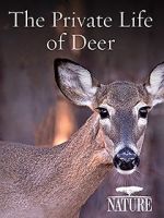 Watch The Private Life of Deer Freemovieswatch