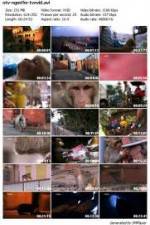 Watch National Geographic Monkey Thieves: Heroes - Villains Freemovieswatch