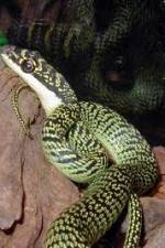 Watch National Geographic Snakes that Fly Freemovieswatch