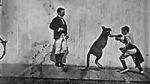 Watch The Boxing Kangaroo (Short 1896) Freemovieswatch