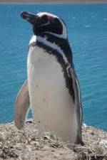 Watch National Geographic Wild Chronicles: Penguins Freemovieswatch