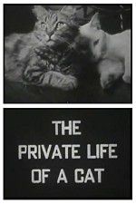 Watch The Private Life of a Cat Freemovieswatch
