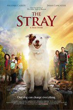Watch The Stray Freemovieswatch