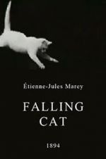 Watch Falling Cat Freemovieswatch