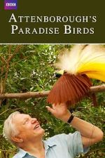 Watch Attenborough's Paradise Birds Freemovieswatch