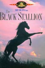 Watch The Black Stallion Freemovieswatch