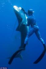 Watch Dive to Tiger Shark Central Freemovieswatch