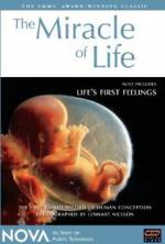 Watch The Miracle of Life Freemovieswatch