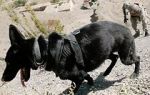 Watch SEAL Dog Freemovieswatch
