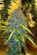 Watch Marijuana: Its Time for a Conversation Freemovieswatch