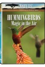Watch Hummingbirds Magic in the Air Freemovieswatch
