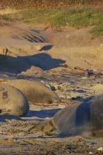 Watch Supergiant Animals Freemovieswatch