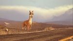 Watch Caminandes: Llama Drama (Short 2014) Freemovieswatch
