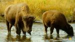 Watch The Last Buffalo Freemovieswatch