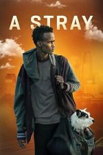 Watch A Stray Freemovieswatch