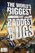 Watch Worlds Biggest and Baddest Bugs Freemovieswatch