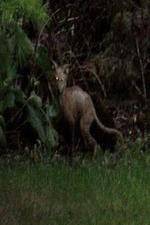 Watch National Geographic Hunt For El Chupacabra Freemovieswatch