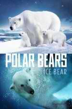 Watch Polar Bears Ice Bear Freemovieswatch
