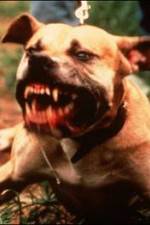Watch Dogfighting Undercover Freemovieswatch