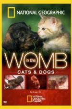 Watch National Geographic In The Womb Cats Freemovieswatch