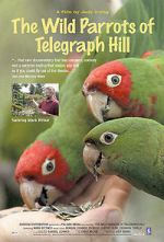 Watch The Wild Parrots of Telegraph Hill Freemovieswatch