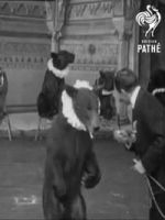 Watch Trained Bears Freemovieswatch