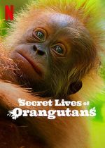 Watch Secret Lives of Orangutans Freemovieswatch