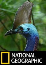 Watch Dino Bird Freemovieswatch