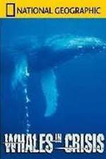 Watch National Geographic: Whales in Crisis Freemovieswatch