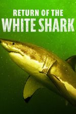 Watch Return of the White Shark Freemovieswatch