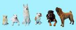Watch How Dogs Got Their Shapes Freemovieswatch