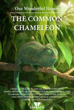 Watch Our Wonderful Nature - The Common Chameleon Freemovieswatch