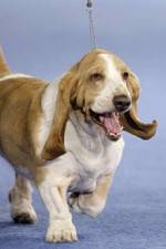 Watch Pedigree Dogs Exposed Freemovieswatch