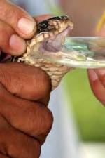 Watch History Channel Evolve:  Venom Freemovieswatch