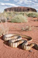 Watch DEADLY PREDATORS.AUSTRALIAN PYTHONS Freemovieswatch