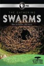 Watch Nature The Gathering Swarms Freemovieswatch