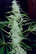 Watch Cannabis Whats The Harm Part 2 Freemovieswatch