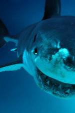 Watch National Geographic. Shark attacks investigated Freemovieswatch