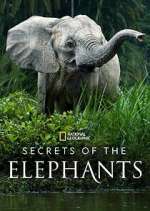 Watch Secrets of the Elephants Freemovieswatch