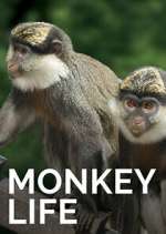 Watch Monkey Life Freemovieswatch
