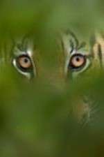 Watch Deadly Instincts Freemovieswatch