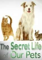 Watch The Secret Life of Our Pets Freemovieswatch