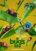 Watch A Real Bug's Life Freemovieswatch