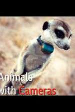 Watch Animals with Cameras Freemovieswatch