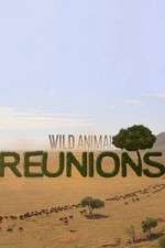 Watch Wild Animal Reunions Freemovieswatch
