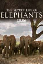 Watch The Secret Life of Elephants Freemovieswatch