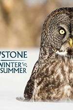 Watch Yellowstone Wildest Winter to Blazing Summer Freemovieswatch